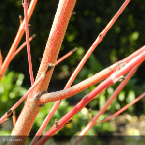 CORNUS sanguinea