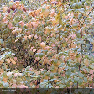 CORNUS stolonifera Flaviramea
