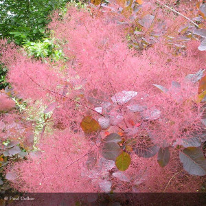 COTINUS coggygria Royal purple