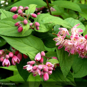 DEUTZIA x hybrida Perle rose