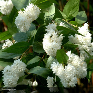 DEUTZIA x magnifica