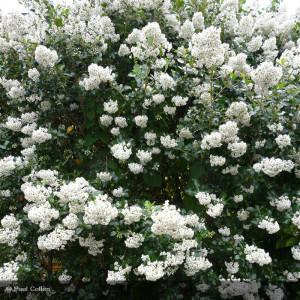 ESCALLONIA Iveyi