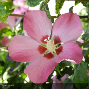 HIBISCUS syriacus Woodbridge