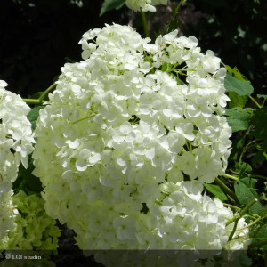 HYDRANGEA arborescens...