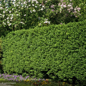 LIGUSTRUM vulgare