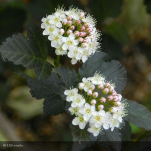 PHYSOCARPUS opulifolius...
