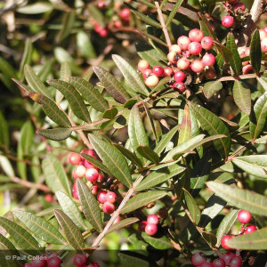 PISTACIA lentiscus
