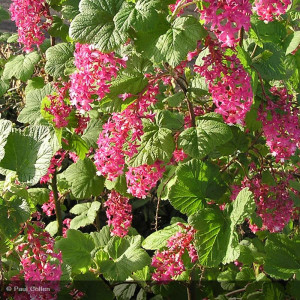 RIBES sanguineum King edward 7