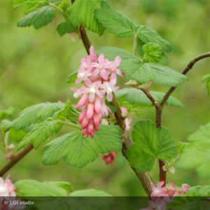 RIBES sanguineum Pulborough...