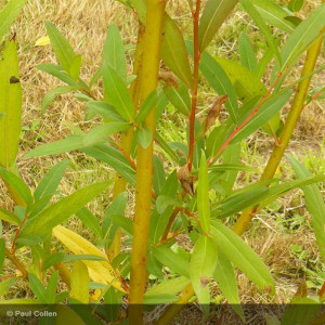 SALIX viminalis
