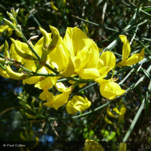 SPARTIUM junceum