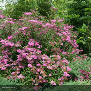 SPIRAEA japonica Anthony...