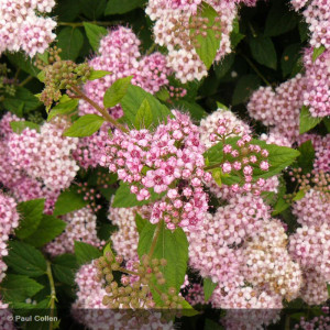 SPIRAEA japonica Golden...