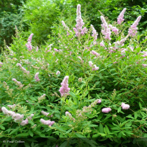 SPIRAEA x billiardii