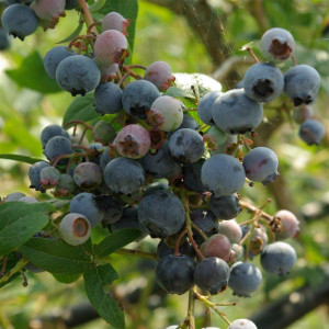 VACCINIUM corymbosum Blue Crop