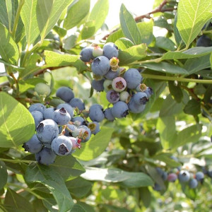VACCINIUM corymbosum Hardy...
