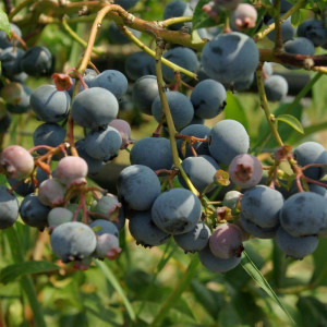 VACCINIUM corymbosum Spartan