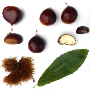 CHATAIGNIER Pelgrine