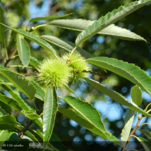 PORTE GREFFE castanea...