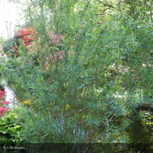 SALIX purpurea Gracilis