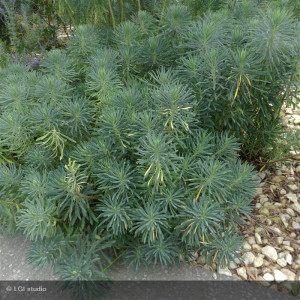 EUPHORBIA Characias Wulfenii