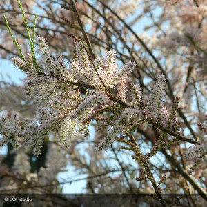 TAMARIX tetrandra (printemps)