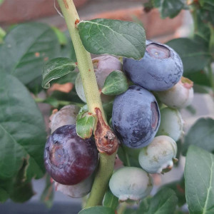 VACCINIUM corymbosum Chandler