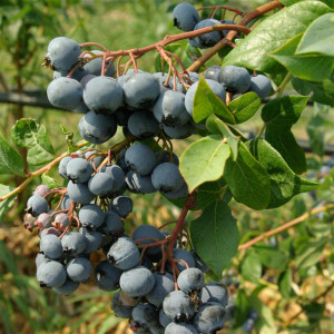 VACCINIUM corymbosum...