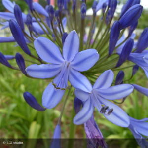 AGAPANTHUS umbellatus Bleu