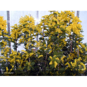 MIMOSA dealbata