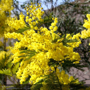 MIMOSA dealbata Gaulois