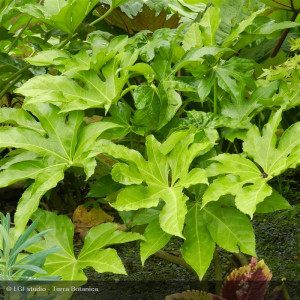 Fatsia japonica