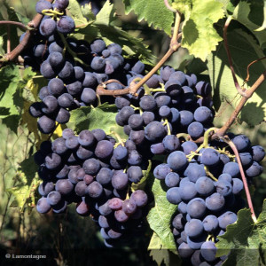 VIGNE Muscat bleu (sans...