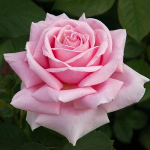 ROSIER buisson Frederic...