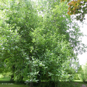 Sorbus aria