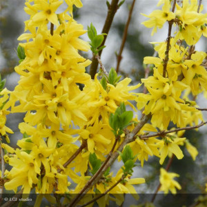 FORSYTHIA x intermedia...