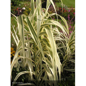 Arundo donax 'Variegata'