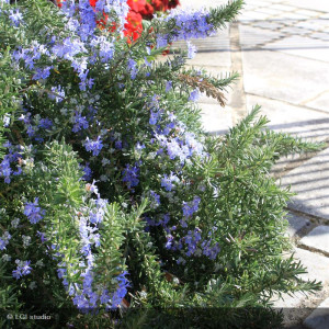 ROSMARINUS officinalis...