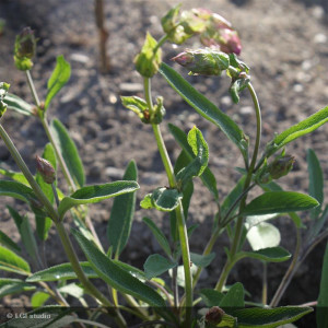 SALVIA officinalis