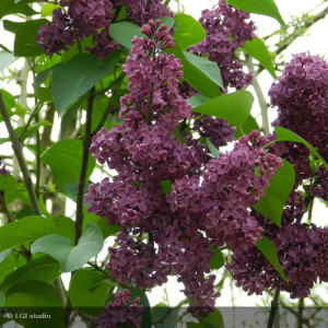 SYRINGA vulgaris Souvenir...