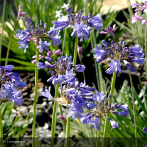 Agapanthus Peter Pan