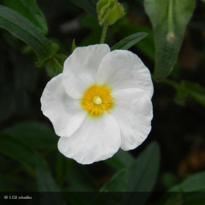 Cistus laurifolius