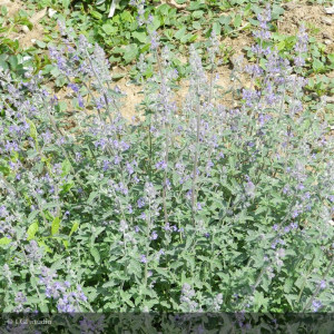 NEPETA six hills giant