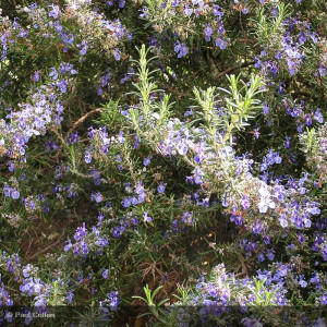 ROSMARINUS officinalis...