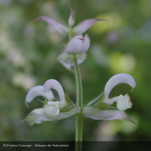 SALVIA sclarea