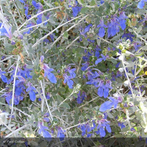 TEUCRIUM fruticans azureum