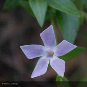 VINCA major