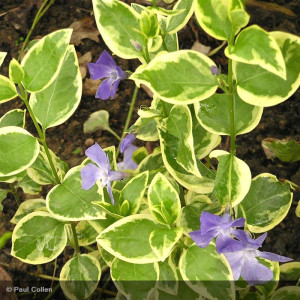 VINCA major variegata