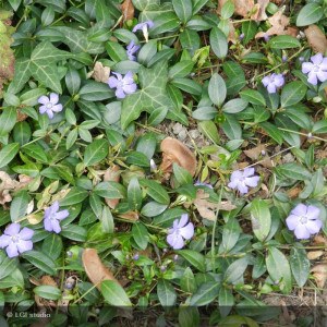 VINCA minor