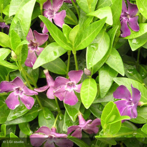 VINCA atropurpurea